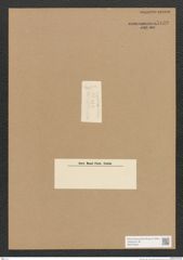 Diatomeae indet. Zeichnungen Sammlung Grunow Nr. 5139 (NHMW-BOT-W0373453)